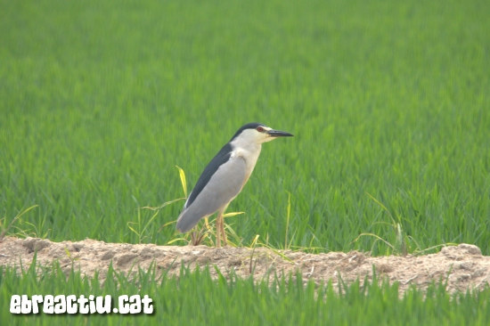 Consells per iniciar-se en l&rsquo;observaci� d&rsquo;ocells al delta de l&rsquo;Ebre | EbreActiu.cat, revista digital d&rsquo;oci actiu | Terres de l&rsquo;Ebre ...