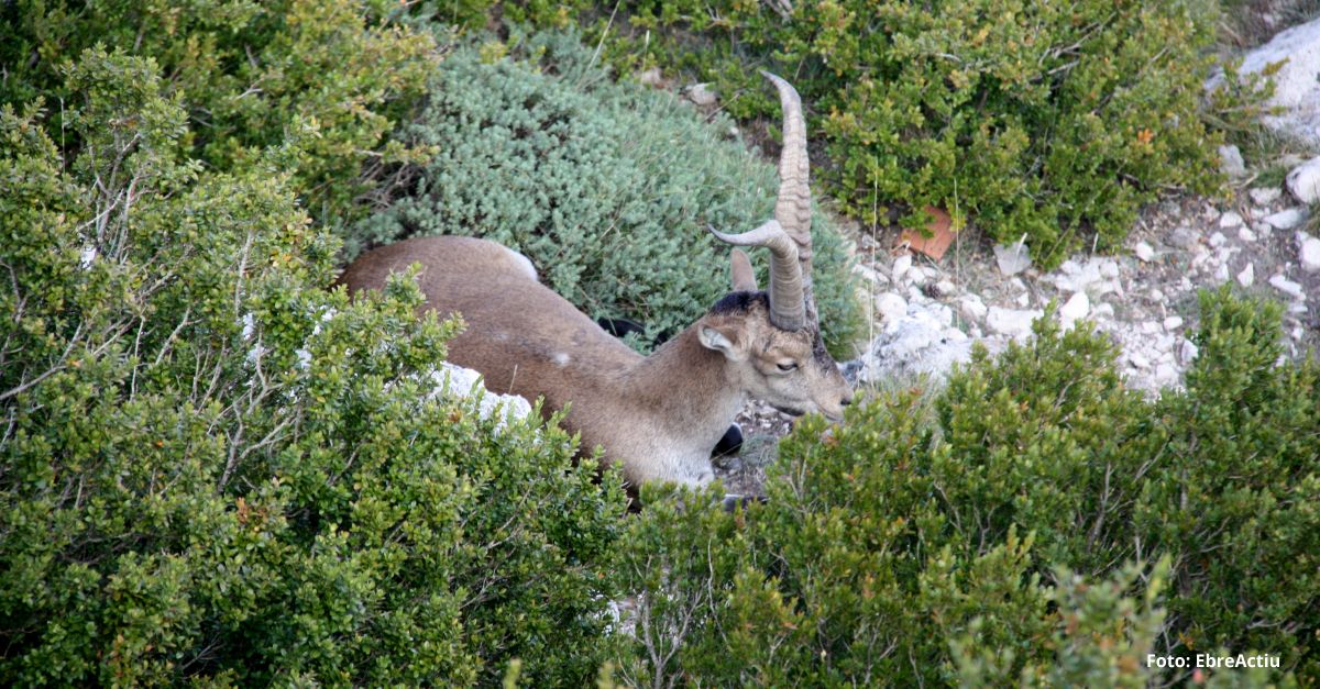 Mas de Barberans, el poble de la pauma | EbreActiu.cat, revista digital d&rsquo;oci actiu | Terres de l&rsquo;Ebre ...