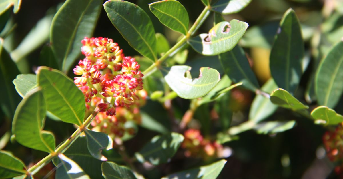 Uni de Pagesos insta el Govern a regular la recollecci del llentiscle i el bruc per afrontar l’augment de robatoris al sector forestal | EbreActiu.cat, revista digital d’oci actiu | Terres de l’Ebre ...