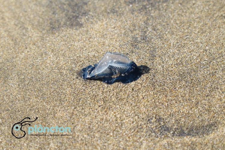 Les meduses, les nostres amigues | EbreActiu.cat, revista digital d&rsquo;oci actiu | Terres de l&rsquo;Ebre ...