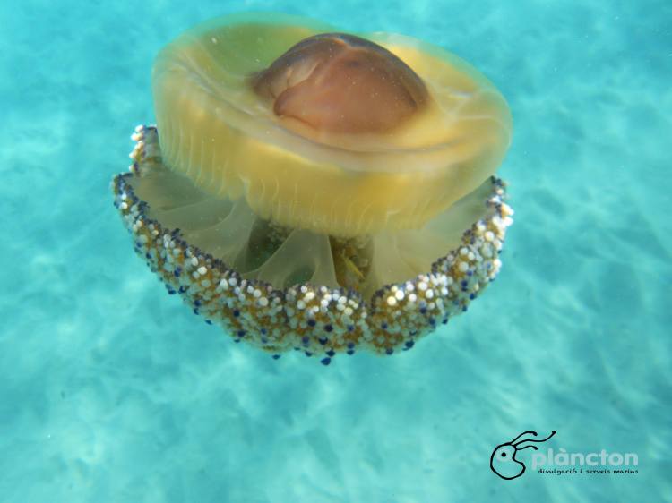 Les meduses, les nostres amigues | EbreActiu.cat, revista digital d&rsquo;oci actiu | Terres de l&rsquo;Ebre ...