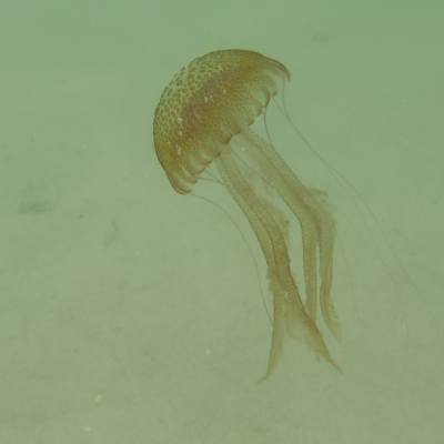 Les meduses, les nostres amigues