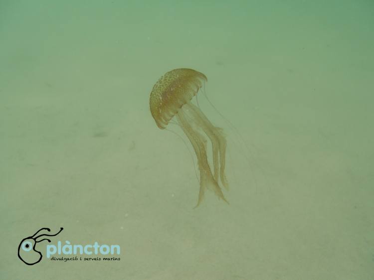 Les meduses, les nostres amigues | EbreActiu.cat, revista digital d&rsquo;oci actiu | Terres de l&rsquo;Ebre ...