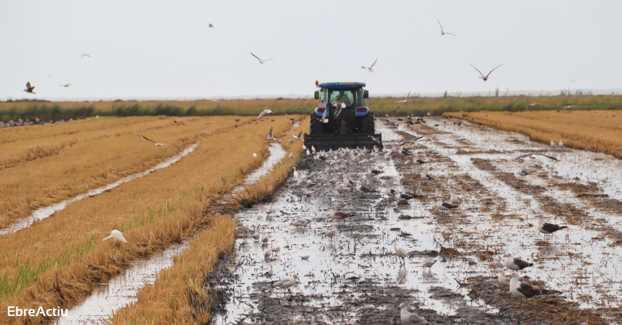 En marxa el protocol de vigilncia per la lluita contra el cargol maana durant la sega de l’arrs al Delta de l’Ebre | EbreActiu.cat, revista digital d’oci actiu | Terres de l’Ebre ...
