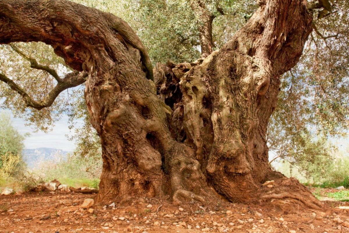 L&rsquo;olivera �Mil�l�nia� de Godall, millor Olivera Monumental d&rsquo;Espanya 2021 | EbreActiu.cat, revista digital d&rsquo;oci actiu | Terres de l&rsquo;Ebre ...