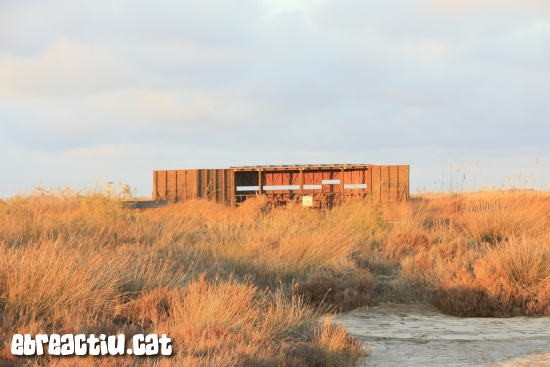Consells per iniciar-se en l&rsquo;observaci� d&rsquo;ocells al delta de l&rsquo;Ebre | EbreActiu.cat, revista digital d&rsquo;oci actiu | Terres de l&rsquo;Ebre ...
