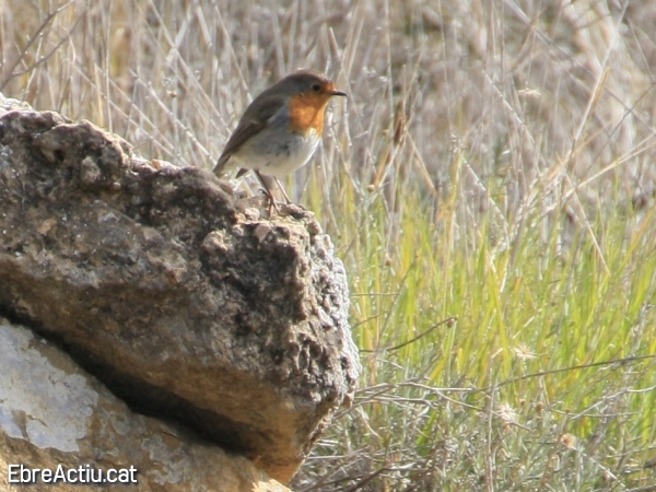 Hi ha moixonets fora del delta? (I) | EbreActiu.cat, revista digital d&rsquo;oci actiu | Terres de l&rsquo;Ebre ...