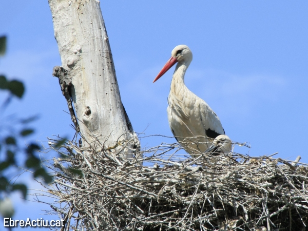 Hi ha moixonets fora del delta? (I) | EbreActiu.cat, revista digital d&rsquo;oci actiu | Terres de l&rsquo;Ebre ...