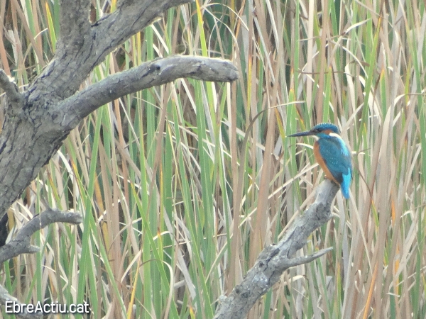 Hi ha moixonets fora del delta? (I) | EbreActiu.cat, revista digital d&rsquo;oci actiu | Terres de l&rsquo;Ebre ...