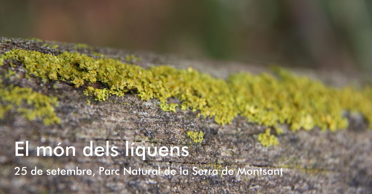 El món dels líquens El món dels líquens