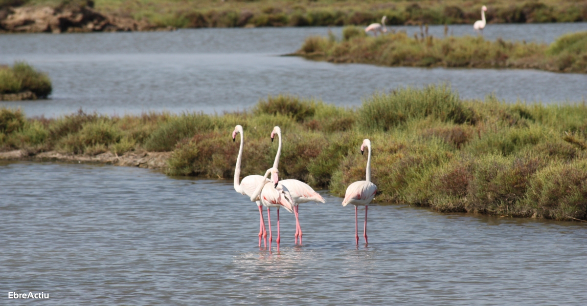 MnNatura Delta de lEbre reabre las instalaciones el 17 de julio