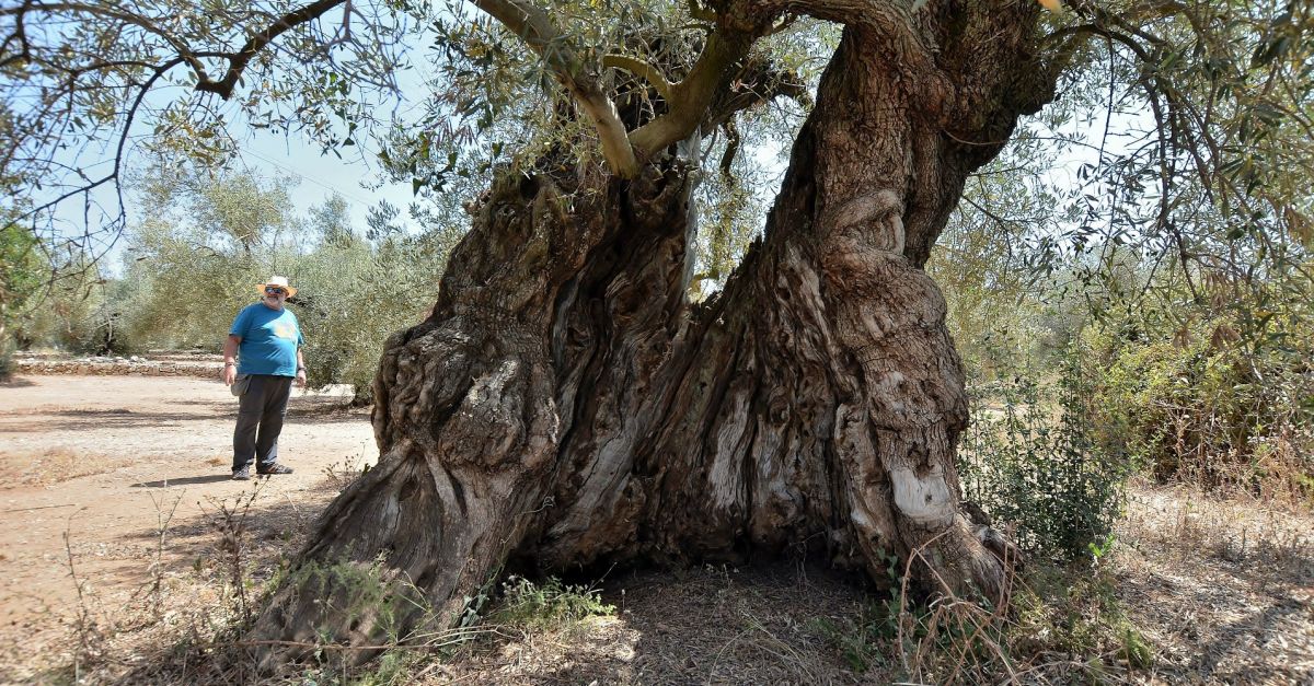 La comarca del Montsia se suma a Benvingut a Pags, la festa de la pagesia catalana
