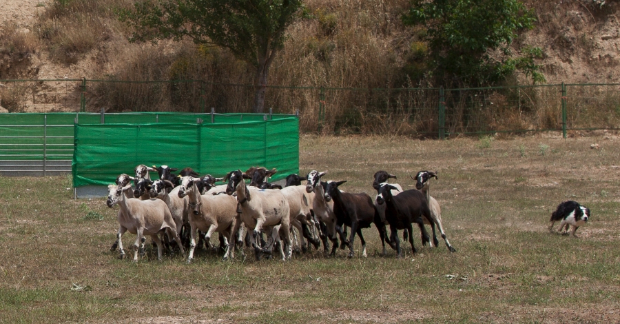 Morella presenta el III Concurs de gossos de rabera | EbreActiu.cat, revista digital d’oci actiu | Terres de l’Ebre ... Morella presenta el III Concurs de gossos de rabera | EbreActiu.cat, revista digital d’oci actiu | Terres de l’Ebre ...
