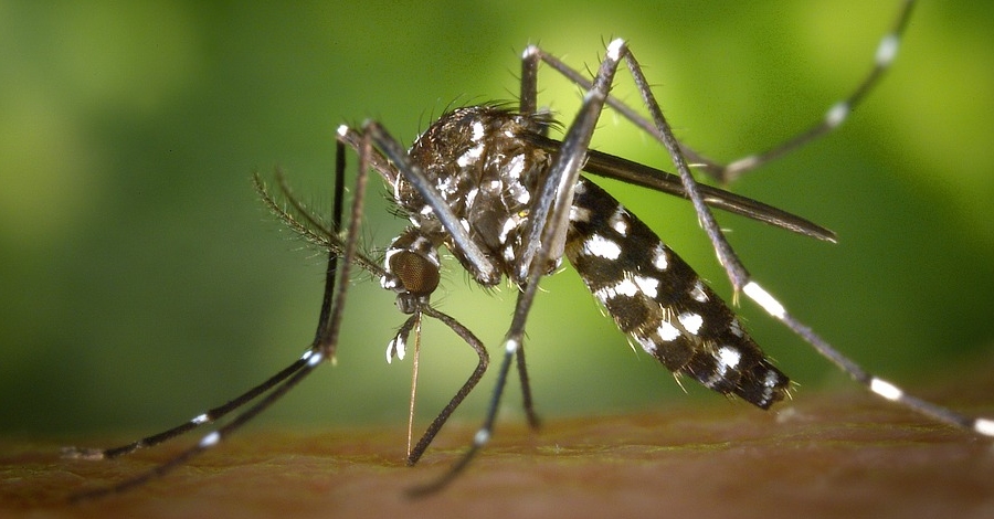 El Govern destinarà més de 670.000 euros a la lluita contra la mosca negra i el mosquit tigre | EbreActiu.cat, revista digital d’oci actiu | Terres de l’Ebre ... El Govern destinarà més de 670.000 euros a la lluita contra la mosca negra i el mosquit tigre | EbreActiu.cat, revista digital d’oci actiu | Terres de l’Ebre ...