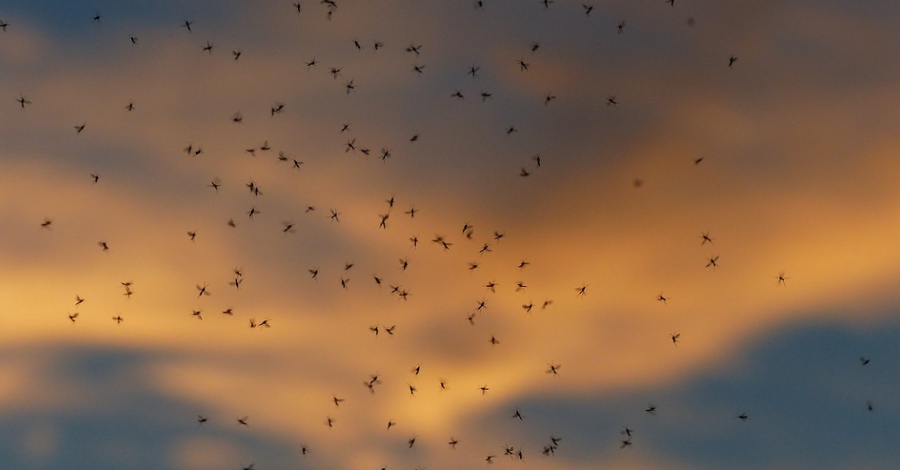 El COPATE reclama la signatura d’un conveni per blindar els tractaments contra el mosquit al delta de l’Ebre | EbreActiu.cat, revista digital d’oci actiu | Terres de l’Ebre ... El COPATE reclama la signatura d’un conveni per blindar els tractaments contra el mosquit al delta de l’Ebre | EbreActiu.cat, revista digital d’oci actiu | Terres de l’Ebre ...
