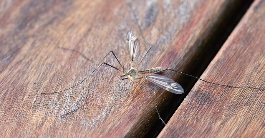 Primer tractament contra les larves dels mosquits | EbreActiu.cat, revista digital d’oci actiu | Terres de l’Ebre ...