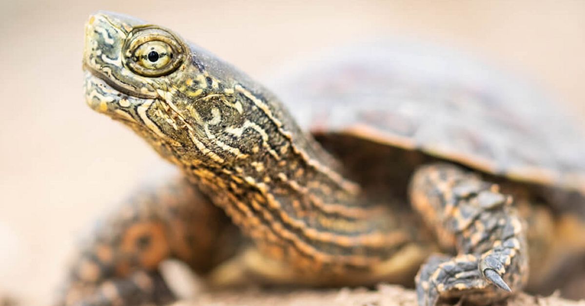 El mostreig anual de tortuga de rierol indica un bon estat de conservaci daquesta espcie a la Reserva Natural de Sebes
