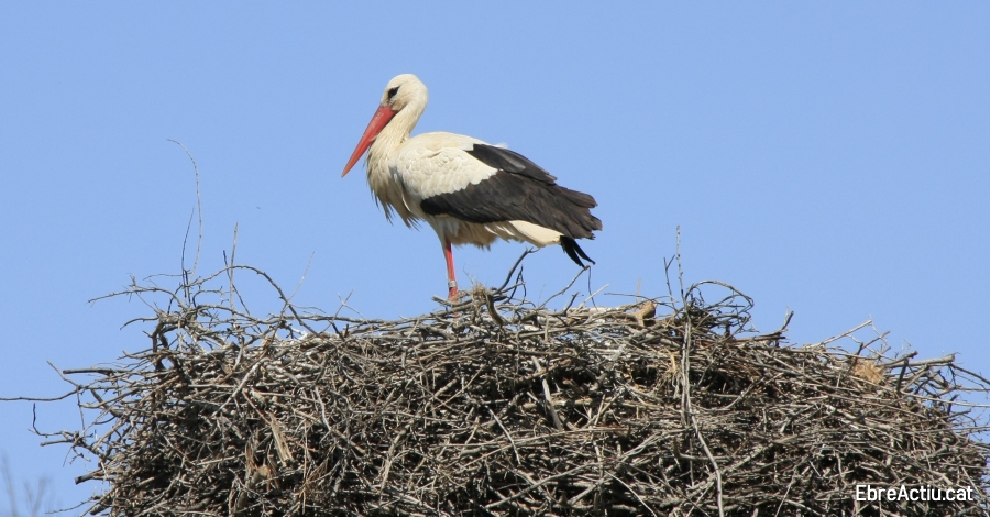 La Reserva Natural de Sebes treballa amb la reintroducci� de la cigonya blanca a les Terres de l&rsquo;Ebre | EbreActiu.cat, revista digital d&rsquo;oci actiu | Terres de l&rsquo;Ebre ...