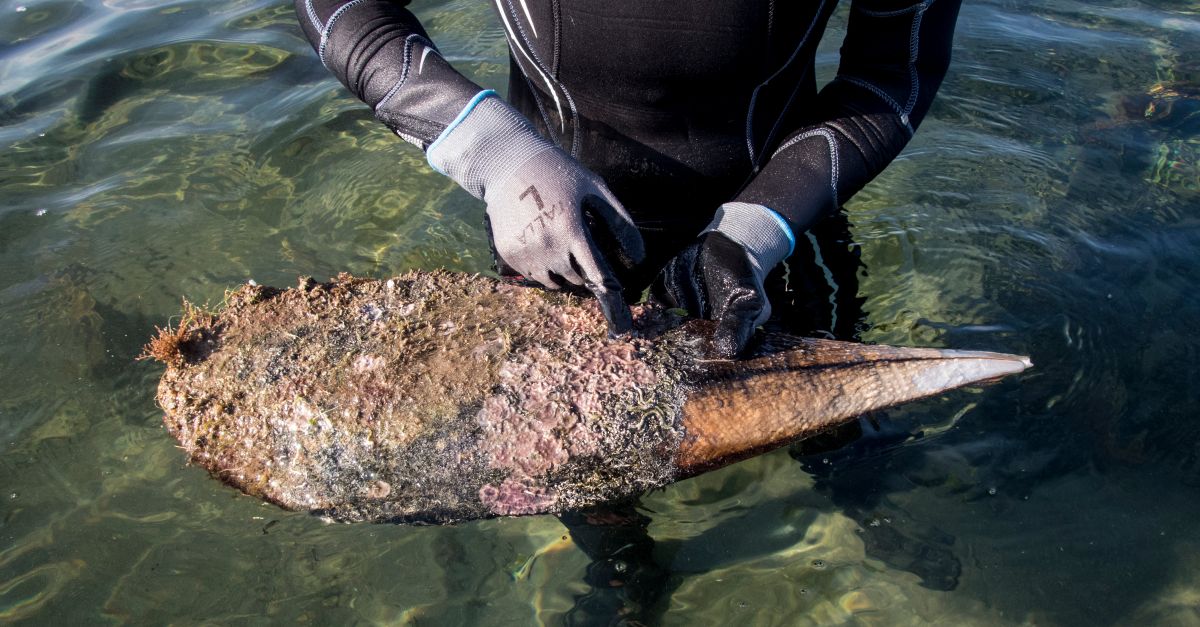 L’IRTA participa en el projecte europeu Life PINNARCA per recuperar i preservar les poblacions de nacres | EbreActiu.cat, revista digital d’oci actiu | Terres de l’Ebre ...