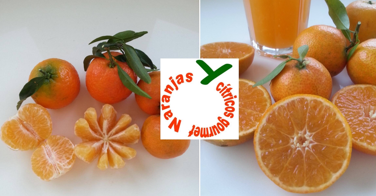 Naranjas y Ctricos Gourmet  | EbreActiu.cat, revista digital d’oci actiu | Terres de l’Ebre ...