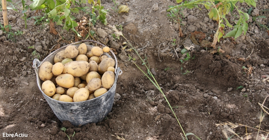 Es presenta la Cooperativa l’Enllaç de les Terres de l’Ebre | EbreActiu.cat, revista digital d’oci actiu | Terres de l’Ebre ... Es presenta la Cooperativa l’Enllaç de les Terres de l’Ebre | EbreActiu.cat, revista digital d’oci actiu | Terres de l’Ebre ...