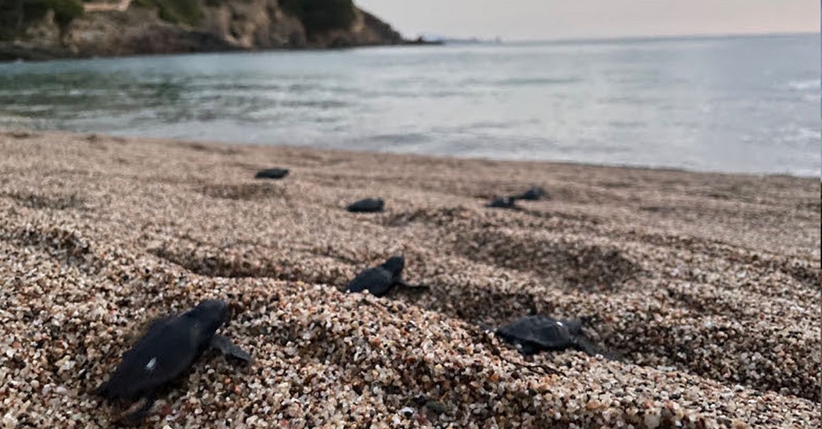 Neixen al delta de lEbre i a Begur les primeres tortugues careta de la temporada