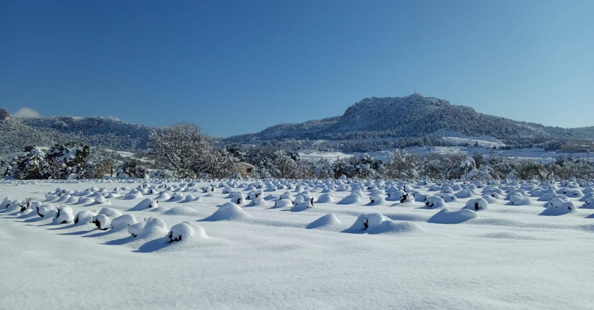 Viticultors tarragonins asseguren que la nevada serà beneficiosa per la vinya | EbreActiu.cat, revista digital d’oci actiu | Terres de l’Ebre ... Viticultors tarragonins asseguren que la nevada serà beneficiosa per la vinya | EbreActiu.cat, revista digital d’oci actiu | Terres de l’Ebre ...