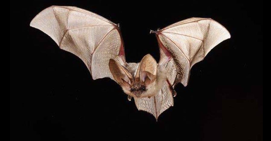 La nit dels ratpenats. Delta Birding Festival 2018 La nit dels ratpenats. Delta Birding Festival 2018