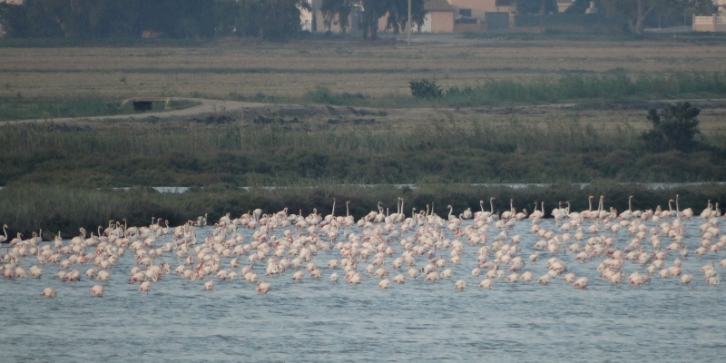 La tercera edici� del Delta Birding Festival ja t� data