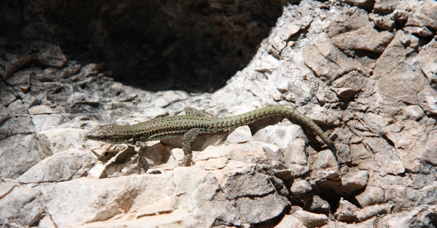 Conocer la fauna con finalidades ecotursticas