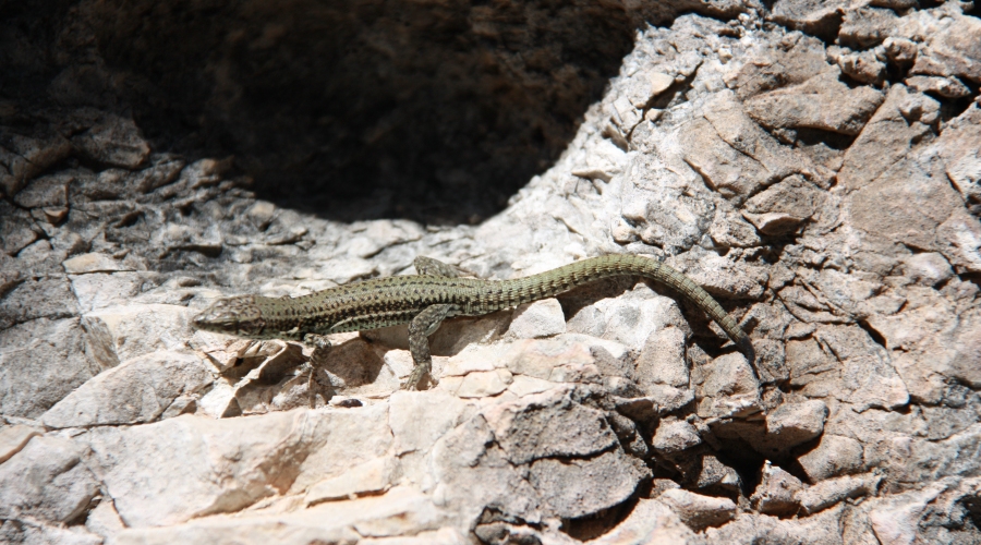 Conocer la fauna con finalidades ecotursticas | EbreActiu.cat, revista digital de ocio activo | Terres de l’Ebre...