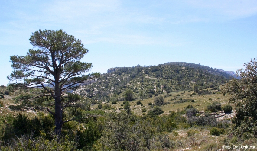 221 corredors participaran a la 7a edici� de la Marat� de la Fageda | EbreActiu.cat, revista digital d&rsquo;oci actiu | Terres de l&rsquo;Ebre ...