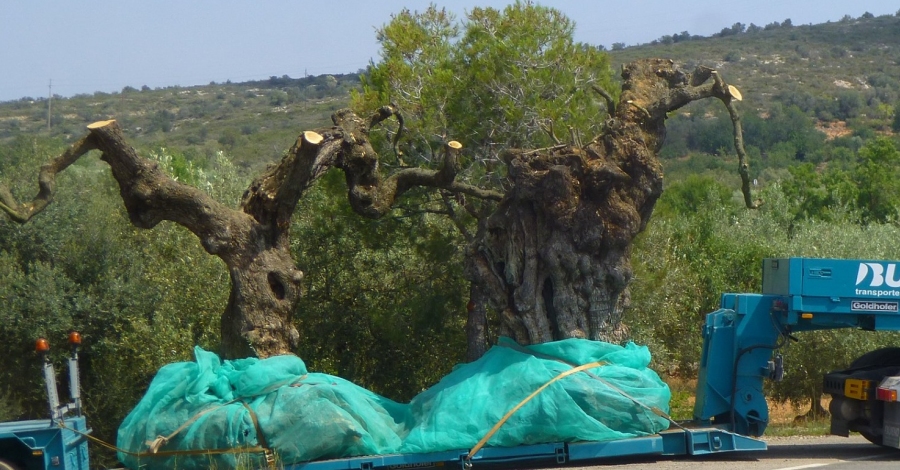 Denuncien una nova arrancada doliveres monumentals, centenries i millenries a Ulldecona