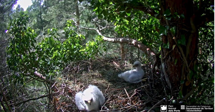 Sinstalla una webcam a un niu dguila calada a la Sierra de Guadarrama
