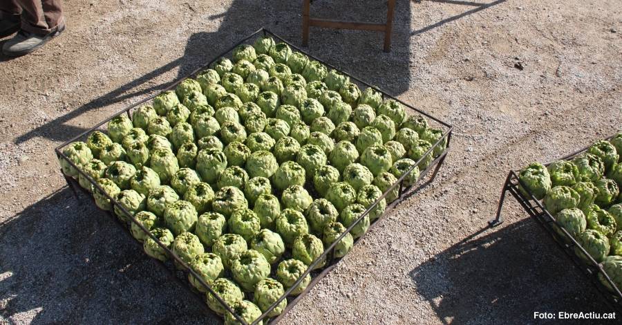 Amposta celebra una nova edició de la Festa de la Carxofa | EbreActiu.cat, revista digital d’oci actiu | Terres de l’Ebre ... Amposta celebra una nova edició de la Festa de la Carxofa | EbreActiu.cat, revista digital d’oci actiu | Terres de l’Ebre ...