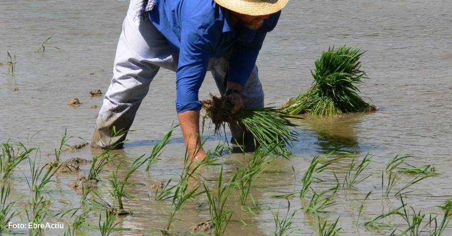 LAldea i Amposta enceten aquesta setmana la temporada de festes de la plantada de larrs