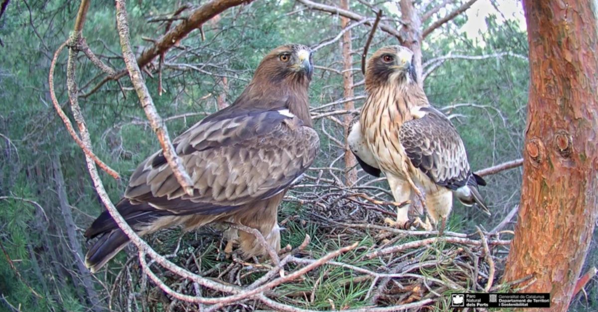 Una nova femella arriba al niu d’guiles calades que es pot veure en directe al parc natural dels Ports