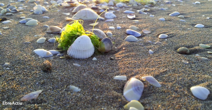 Nova jornada de neteja solidària al Delta de l’Ebre | EbreActiu.cat, revista digital d’oci actiu | Terres de l’Ebre ... Nova jornada de neteja solidària al Delta de l’Ebre | EbreActiu.cat, revista digital d’oci actiu | Terres de l’Ebre ...