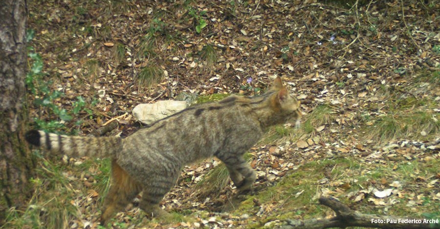 Jornadas de seguimiento del gato montés | EbreActiu.cat, revista digital de ocio activo | Terres de l’Ebre... Jornadas de seguimiento del gato montés | EbreActiu.cat, revista digital de ocio activo | Terres de l’Ebre...