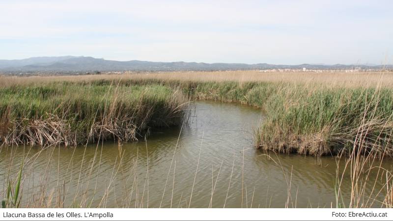 La Generalitat impulsa mesures per minimitzar els riscos associats a la p�rdua de superf�cie i a la salinitzaci� del Delta | EbreActiu.cat, revista digital d&rsquo;oci actiu | Terres de l&rsquo;Ebre ...