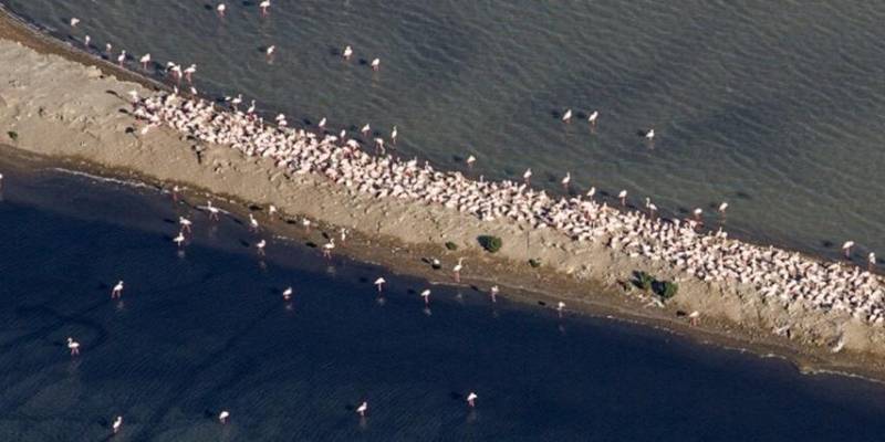 Els flamencs tornen a reproduir-se al delta de l�Ebre