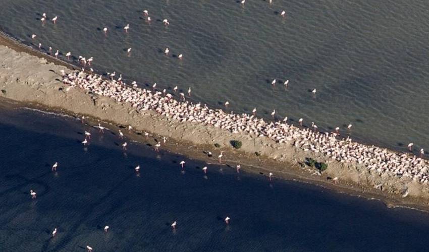 Els flamencs tornen a reproduir-se al delta de l&rsquo;Ebre | EbreActiu.cat, revista digital d&rsquo;oci actiu | Terres de l&rsquo;Ebre ...