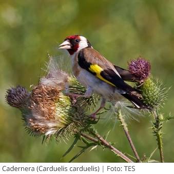 La Generalitat no donar� enguany autoritzacions   excepcionals   per   capturar  ocells de cant   | EbreActiu.cat, revista digital d&rsquo;oci actiu | Terres de l&rsquo;Ebre ...