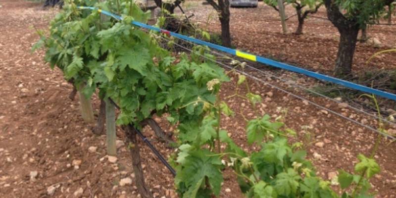 Un nou material pioner a Europa evita morts d�aus per xocs contra vinyes emparrades