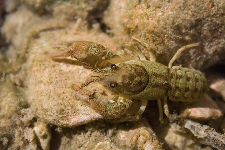 Localitzada una nova població de cranc de riu autòcton a la Terra Alta  | EbreActiu.cat, revista digital d’oci actiu | Terres de l’Ebre ...