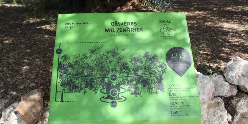 Les Jornades Europees de Patrimoni se centraran enguany amb els arbres amb hist�ria