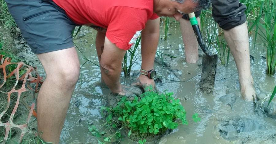 Una petita falguera aqu�tica extingida en estat salvatge a Catalunya torna al delta de l�Ebre