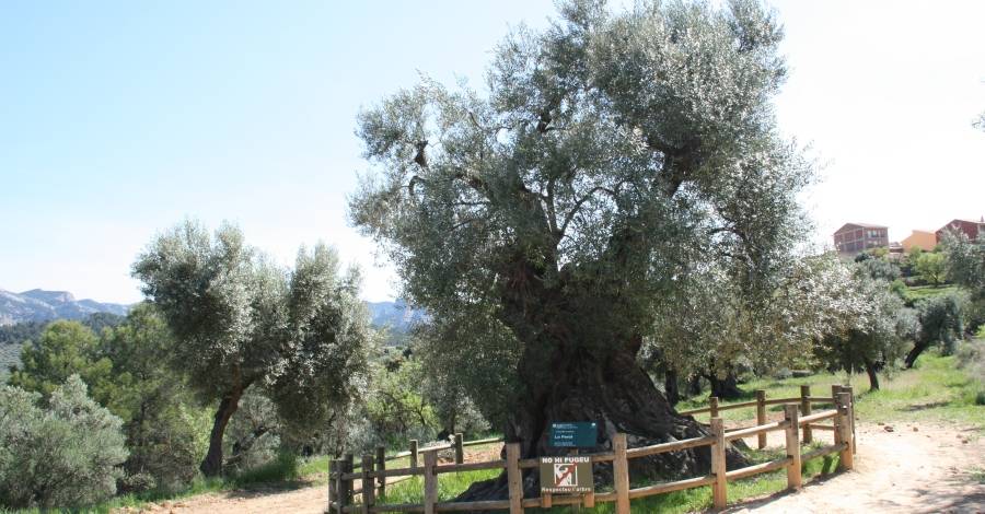 Territori i Sostenibilitat declara 59 nous arbres i 1 arbreda monumentals | EbreActiu.cat, revista digital d&rsquo;oci actiu | Terres de l&rsquo;Ebre ...