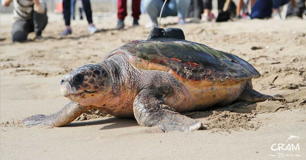 Recuperen el 94% de les tortugues capturades accidentalment a la demarcaci de Tarragona