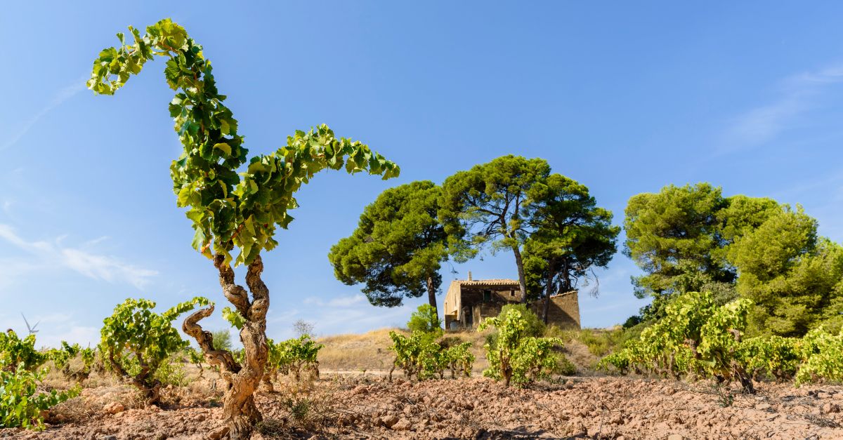 La Serra blanc dHerncia Alts distingit com el primer vi de finca de garnatxa blanca de Catalunya
